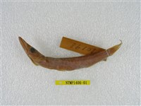 藏品(日本金梭魚)的圖片